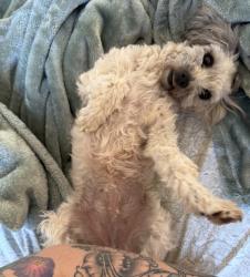 Lost Female Dog last seen 383rd & Missouri Ave, Tonopah, AZ 85354