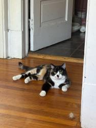 Lost Female Cat last seen York & Asbury, Denver, CO 80210