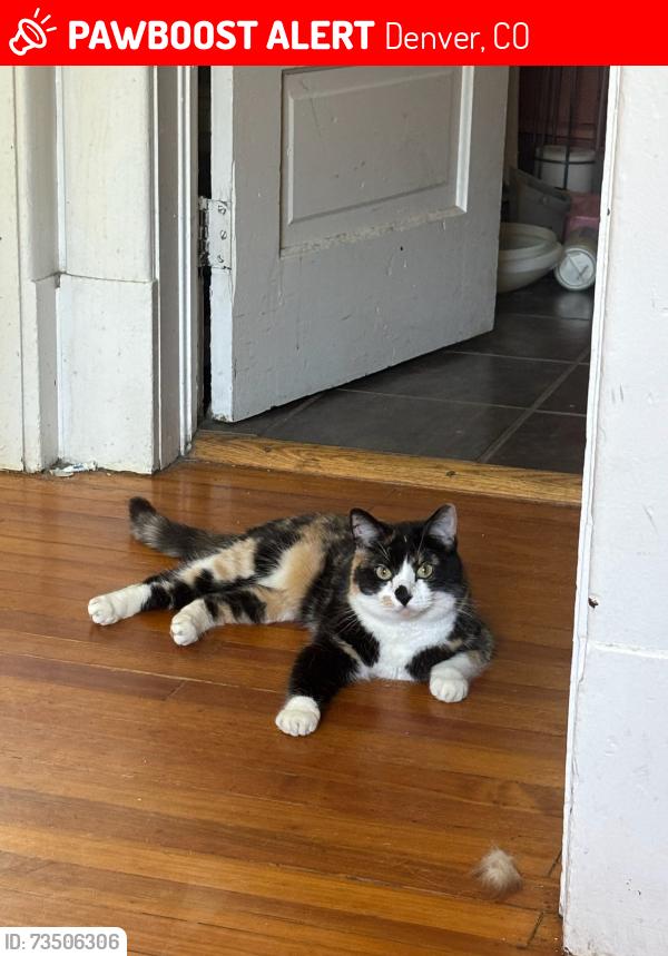 Lost Female Cat last seen York & Asbury, Denver, CO 80210
