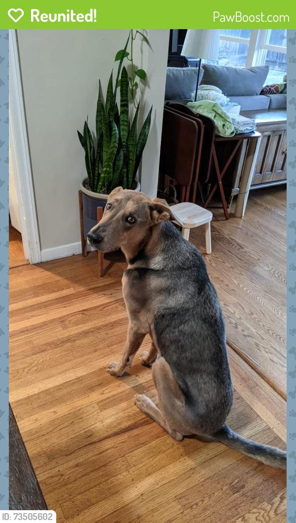 Reunited Male Dog last seen Delaware & Magnolia Dr, San Mateo, CA 94402