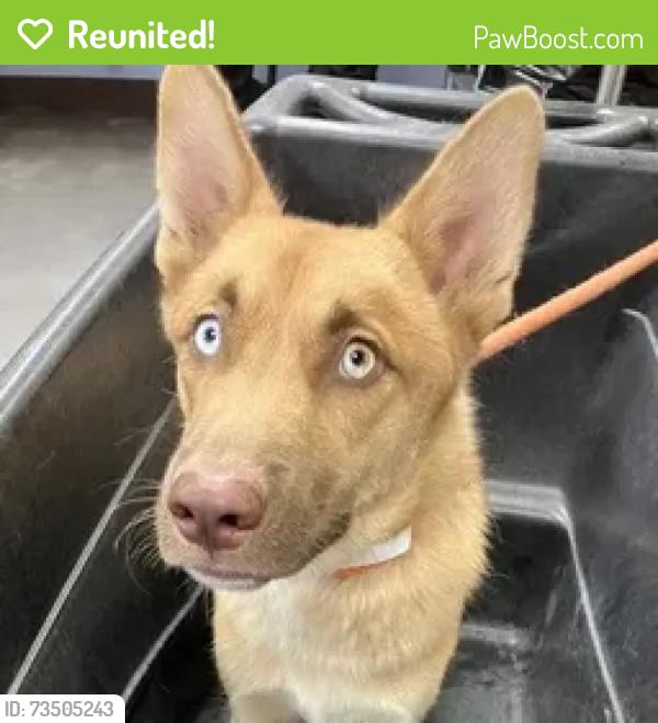 Reunited Male Dog last seen Near ave Thomas, Phoenix, AZ 85031