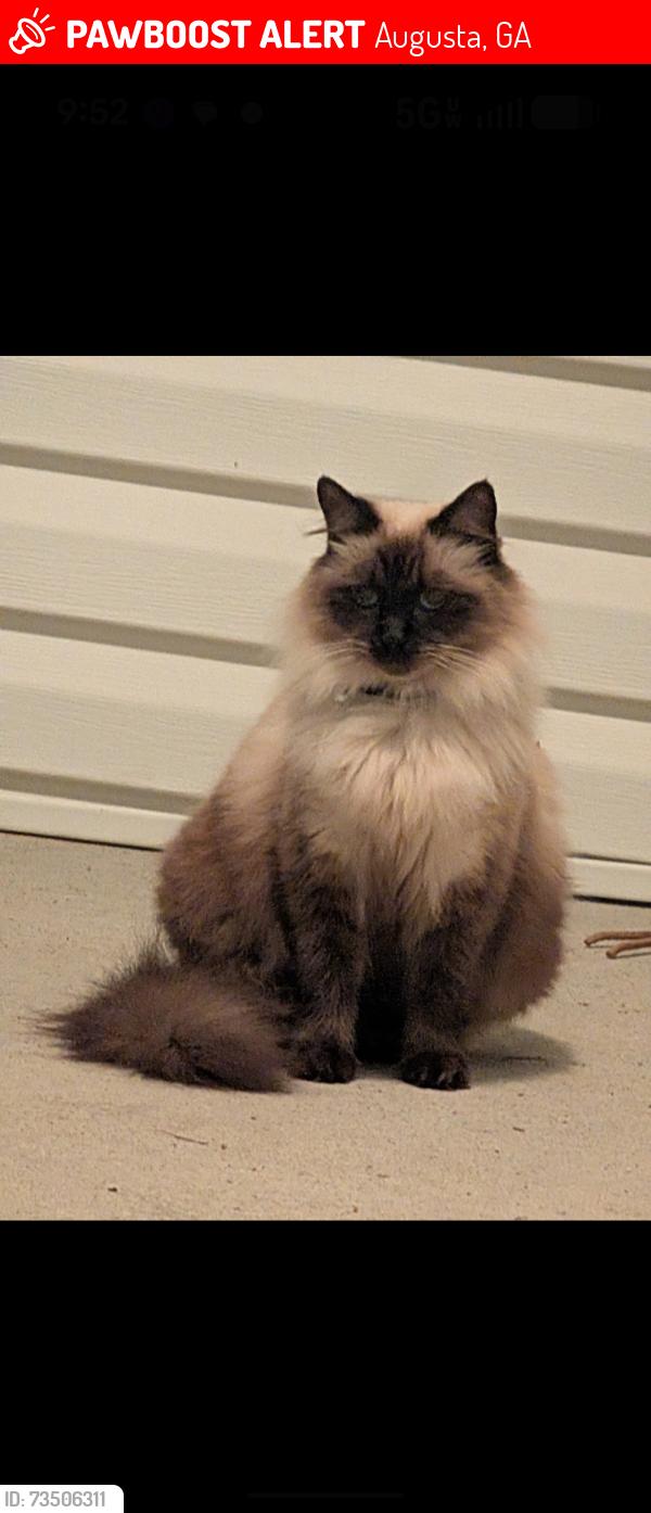 Lost Female Cat last seen Castlewood Drive, Augusta, GA 30904