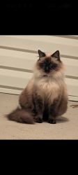 Lost Female Cat last seen Castlewood Drive, Augusta, GA 30904