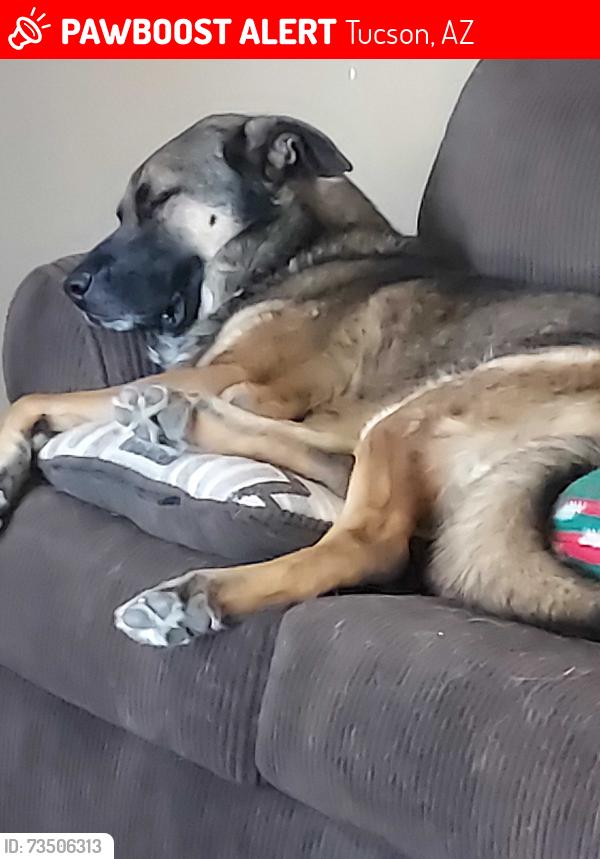 Lost Male Dog last seen Golf links and prudence, Tucson, AZ 85710