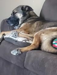 Lost Male Dog last seen Golf links and prudence, Tucson, AZ 85710