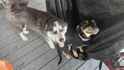 Reunited Male Dog last seen Baldwin Rd & Brocker Rd, Metamora, MI 48455