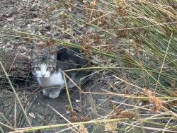 Found/Stray Unknown Cat last seen Christie park, bushes closer to christie ave., Emeryville, CA 94608