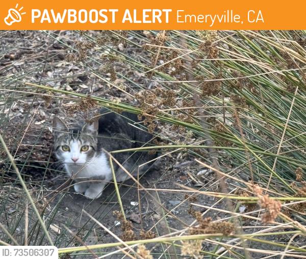 Found/Stray Unknown Cat last seen Christie park, bushes closer to christie ave., Emeryville, CA 94608