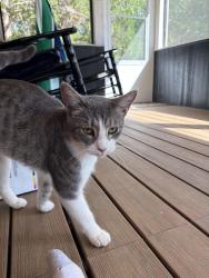 Reunited Male Cat last seen Off HWY 96 and MCNEIL DR, Rutherford County, TN 37153