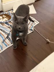 Reunited Male Cat last seen Cherrywood shopping center, Wantagh, NY 11793
