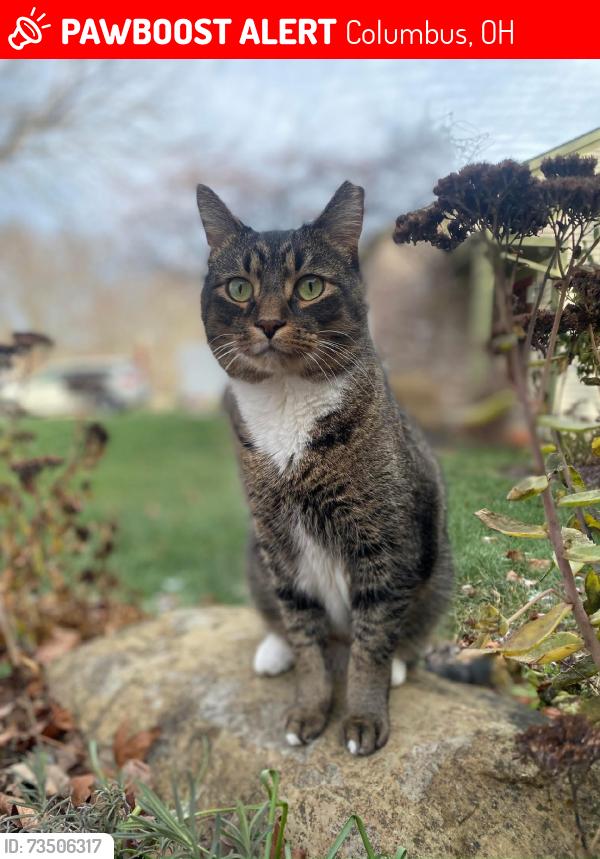 Lost Male Cat last seen Woodstream Dr., Sunbury Rd., Columbus, OH 43230