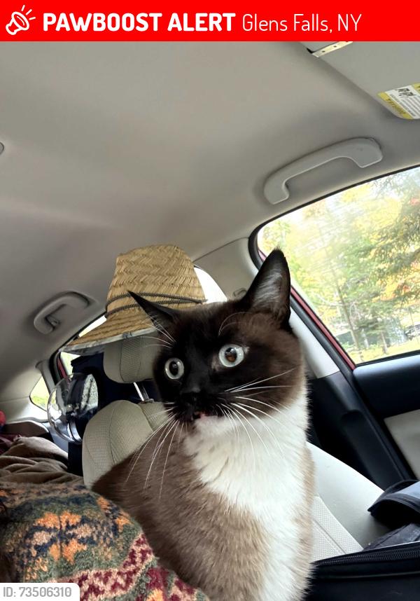Lost Male Cat last seen Coolidge Ave and Crandall St, Glens Falls, NY 12801