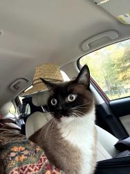 Lost Male Cat last seen Coolidge Ave and Crandall St, Glens Falls, NY 12801