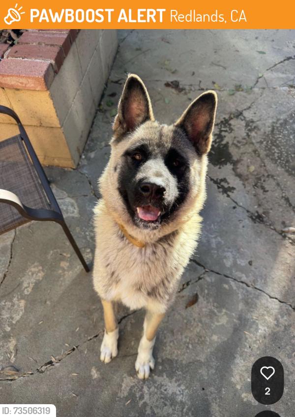 Found/Stray Female Dog last seen Citrus and Ford, Redlands, CA 92374