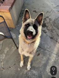Found/Stray Female Dog last seen Citrus and Ford, Redlands, CA 92374