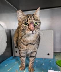 Shelter Stray Female Cat last seen , 600 Aviation Dr, Camarillo, CA 93010, USA
