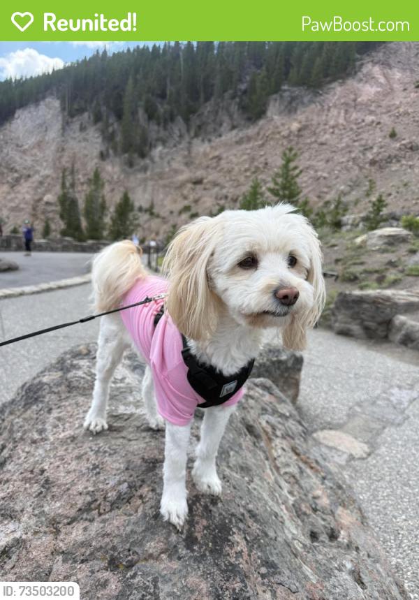 Reunited Female Dog last seen Near s Richfield st Aurora 80013, Aurora, CO 80013