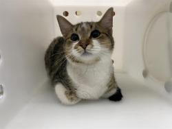 Shelter Stray Female Cat last seen Near BLOCK W LISBON AVE, 3839 W Burnham St, West Milwaukee, WI 53215, USA