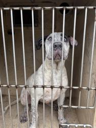 Shelter Stray Female Dog last seen Near BLOCK SW 77TH TER, OKLAHOMA CITY OK 73139, 2811 SE 29th St, Oklahoma City, OK 73129, USA
