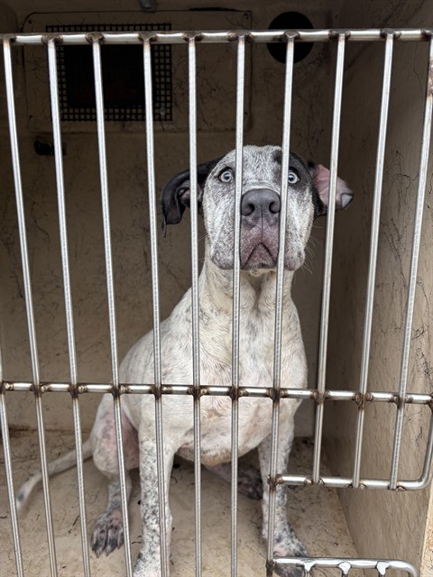 Shelter Stray Female Dog last seen Near BLOCK SW 77TH TER, OKLAHOMA CITY OK 73139, 2811 SE 29th St, Oklahoma City, OK 73129, USA