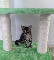 Shelter Stray Male Cat last seen CHARLOTTE, 8315 Byrum Dr, Charlotte, NC 28217, USA