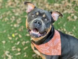 Shelter Stray Male Dog last seen CHARLOTTE, 8315 Byrum Dr, Charlotte, NC 28217, USA