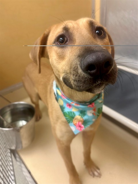 Shelter Stray Female Dog last seen Near BLOCK NW 30TH ST, 3599 NW 79th Ave, Doral, FL 33122, USA