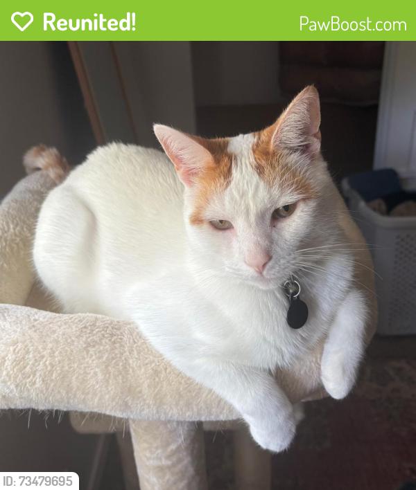 Reunited Male Cat last seen Seminole St & Sedalia Ave. Between Shiawassee and 8 mile, Southfield, MI 48033