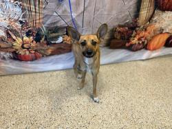 Shelter Stray Male Dog last seen Near BLOCK W RANDALL PARK DR, 3599 NW 79th Ave, Doral, FL 33122, USA