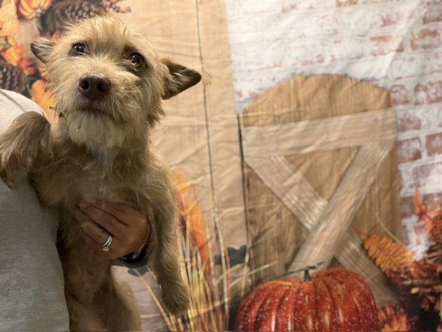Shelter Stray Female Dog last seen Near BLOCK W RANDALL PARK DR, 3599 NW 79th Ave, Doral, FL 33122, USA