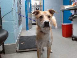 Shelter Stray Male Dog last seen UNSER / BRIDGE ROUTE 66 VET CLINIC, 11800 Sunset Gardens Rd SW, Albuquerque, NM 87121, USA