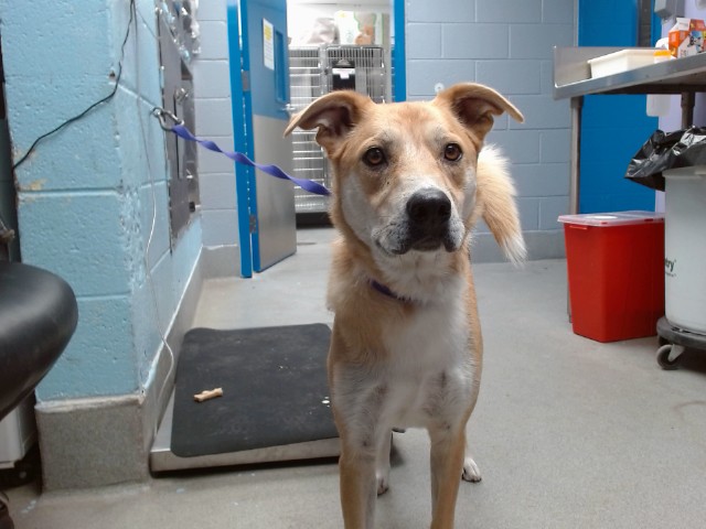 Shelter Stray Male Dog last seen UNSER / BRIDGE ROUTE 66 VET CLINIC, 11800 Sunset Gardens Rd SW, Albuquerque, NM 87121, USA