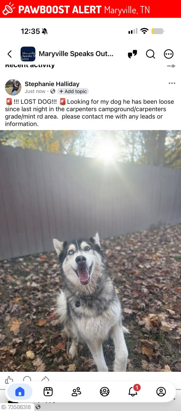 Lost Male Dog last seen Across street from boruff auto body, Maryville, TN 37803