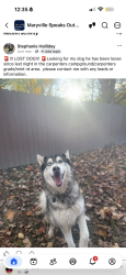Lost Male Dog last seen Across street from boruff auto body, Maryville, TN 37803