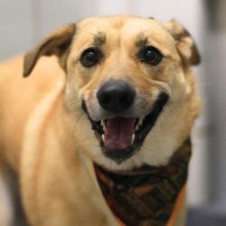 Shelter Stray Female Dog last seen Near BLOCK FALDO WAY, 4710 TX-151, San Antonio, TX 78227, USA