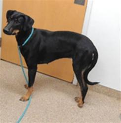 Shelter Stray Female Dog last seen I25 RIO BRAVO, 3001 2nd St SW, Albuquerque, NM 87105, USA