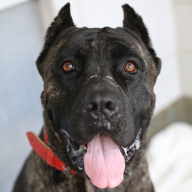 Shelter Stray Male Dog last seen Near BLOCK FREDERICKSBURG RD, 4710 TX-151, San Antonio, TX 78227, USA
