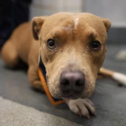 Shelter Stray Male Dog last seen Near BLOCK LOVERA, 4710 TX-151, San Antonio, TX 78227, USA