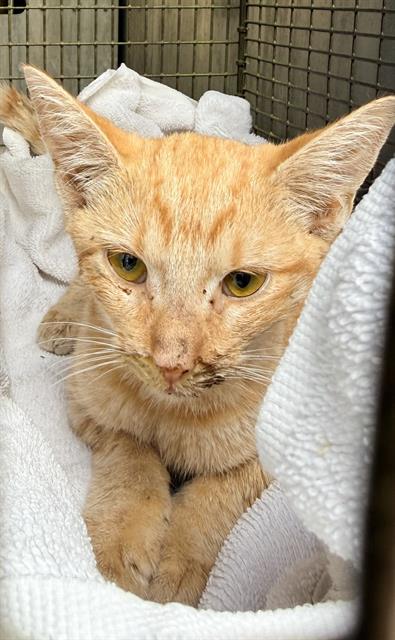 Shelter Stray Male Cat last seen Near BLOCK CHIHUCHUA, 4710 TX-151, San Antonio, TX 78227, USA