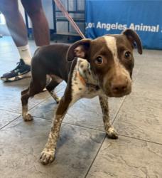 Shelter Stray Female Dog last seen , 11361 W Pico Blvd, Los Angeles, CA 90064, USA
