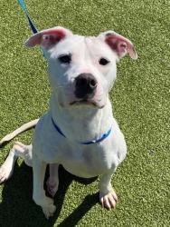 Shelter Stray Female Dog last seen Near BLOCK ROCK MERRITT AVE, FT BRAGG NC 28307, 4704 Corporation Dr, Fayetteville, NC 28306, USA