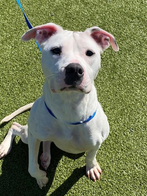 Shelter Stray Female Dog last seen Near BLOCK ROCK MERRITT AVE, FT BRAGG NC 28307, 4704 Corporation Dr, Fayetteville, NC 28306, USA
