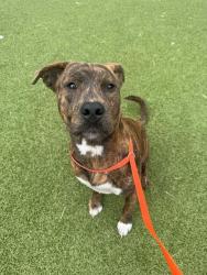 Shelter Stray Male Dog last seen Near BLOCK AIRPORT RD, FAYETTEVILLE NC 28306, 4704 Corporation Dr, Fayetteville, NC 28306, USA