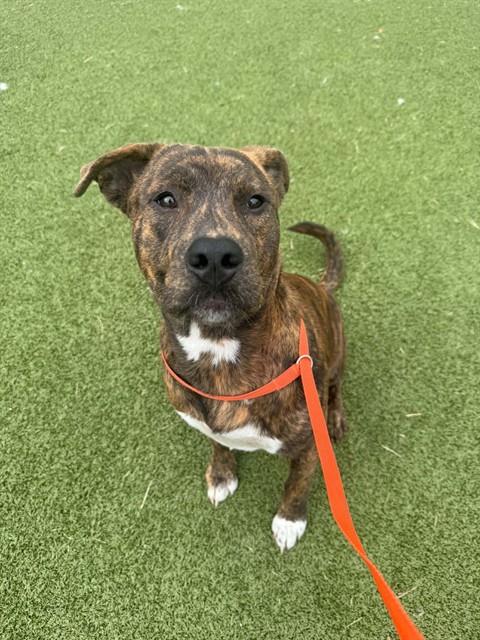 Shelter Stray Male Dog last seen Near BLOCK AIRPORT RD, FAYETTEVILLE NC 28306, 4704 Corporation Dr, Fayetteville, NC 28306, USA
