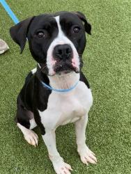 Shelter Stray Male Dog last seen Near BLOCK SMITH LAKE RD, FORT LIBERTY NC 28311, 4704 Corporation Dr, Fayetteville, NC 28306, USA