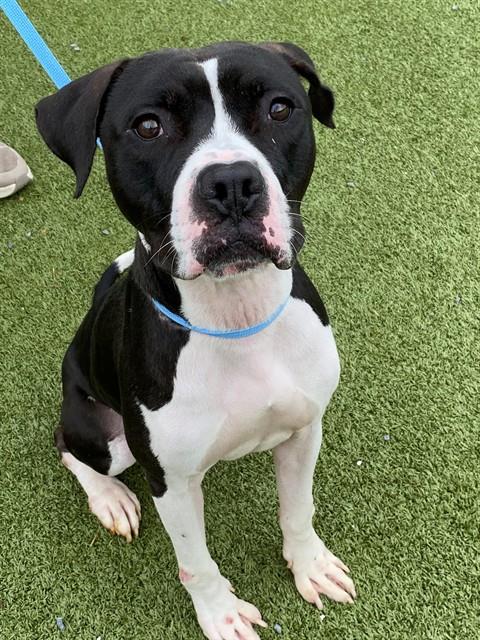 Shelter Stray Male Dog last seen Near BLOCK SMITH LAKE RD, FORT LIBERTY NC 28311, 4704 Corporation Dr, Fayetteville, NC 28306, USA