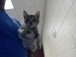 Shelter Stray Female Cat last seen Near BLOCK BROADELL DR, FAYETTEVILLE NC 28301, 4704 Corporation Dr, Fayetteville, NC 28306, USA