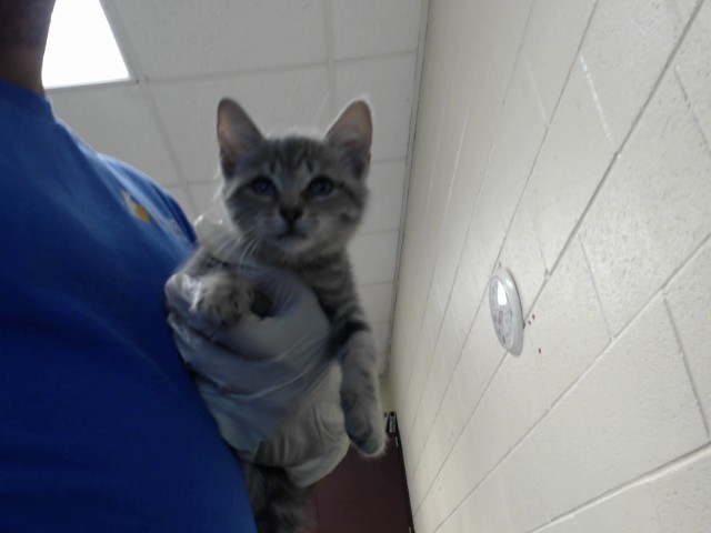 Shelter Stray Female Cat last seen Near BLOCK BROADELL DR, FAYETTEVILLE NC 28301, 4704 Corporation Dr, Fayetteville, NC 28306, USA