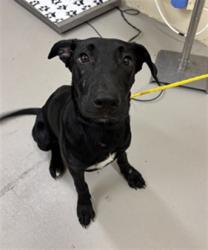 Shelter Stray Female Dog last seen E 20TH ST X SUMMERLIN AVE, SANFORD, 232 Eslinger Way, Sanford, FL 32773, USA