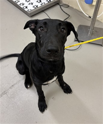 Shelter Stray Female Dog last seen E 20TH ST X SUMMERLIN AVE, SANFORD, 232 Eslinger Way, Sanford, FL 32773, USA